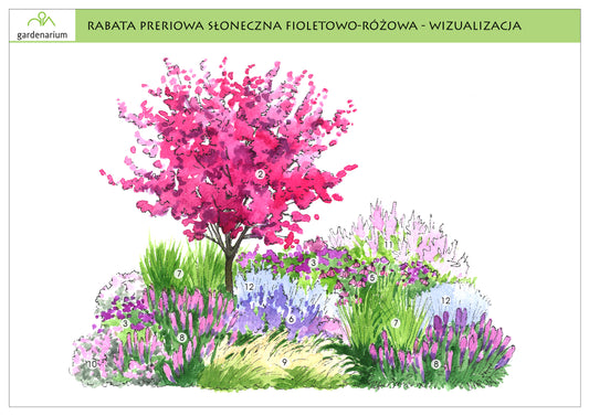 Nr 0010 Rabata preriowa słoneczna fioletowo-różowa