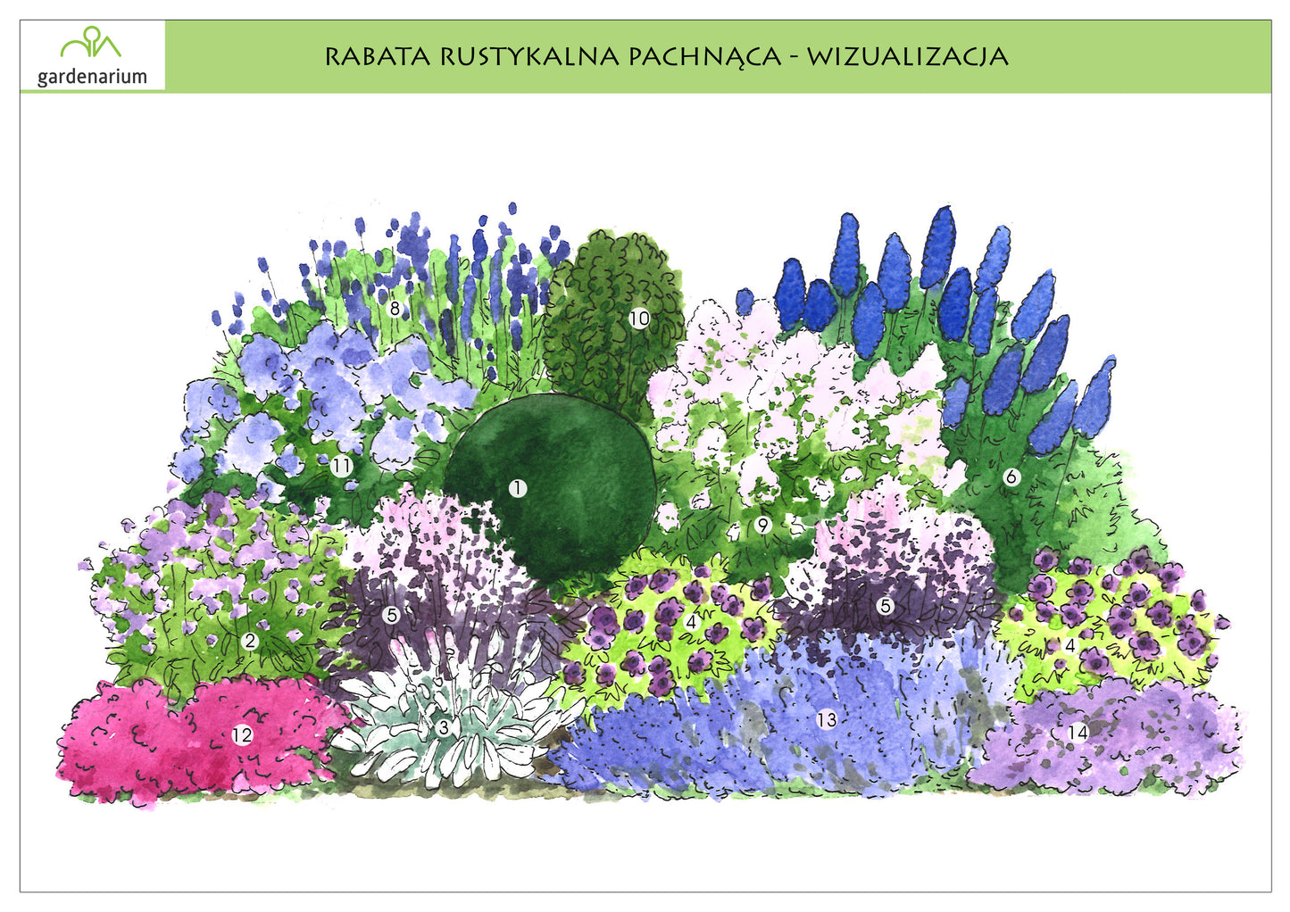 Nr 0019 Rabata rystykalna pachnąca